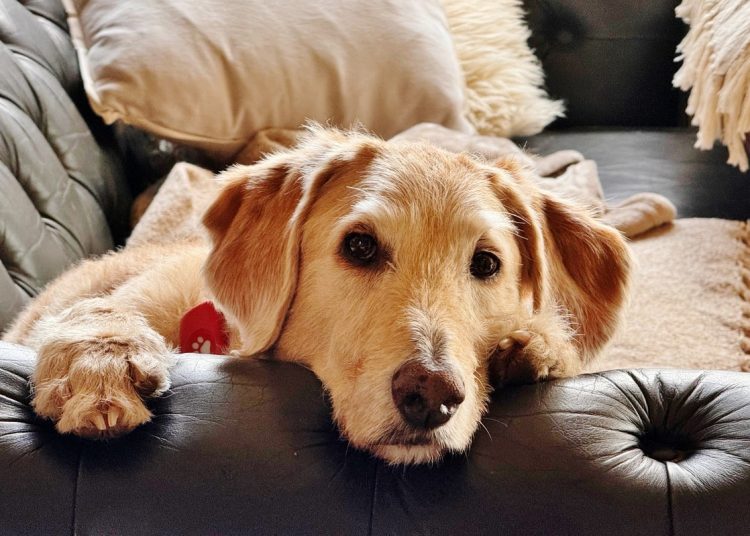 Dora the labradoodle