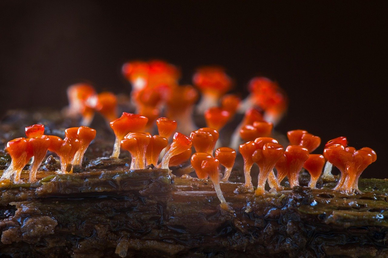 Trichia decipiens slime mould