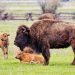 brown American bison on green grass at daytime