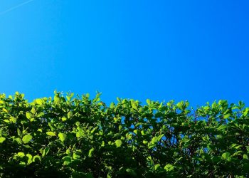 a hedge