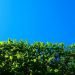 a hedge