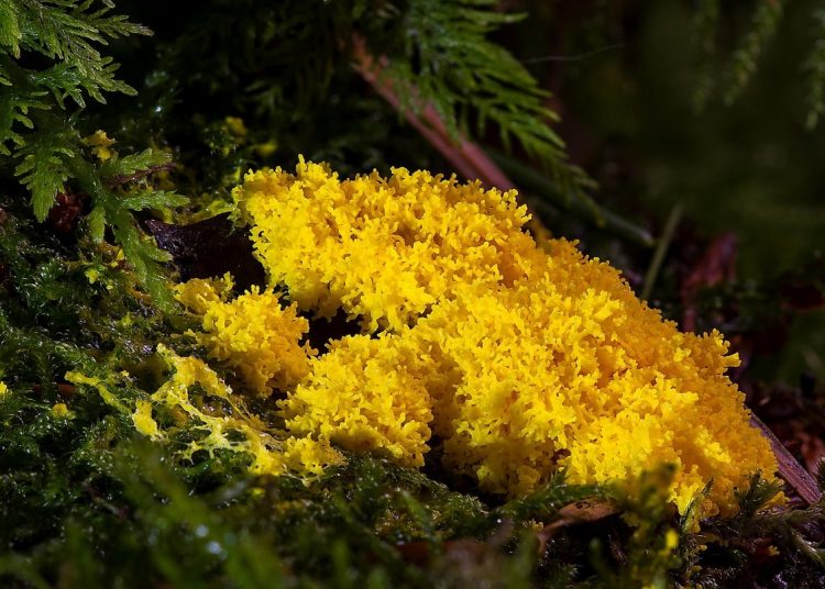 slime mold