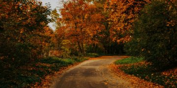 Autumnal trees
