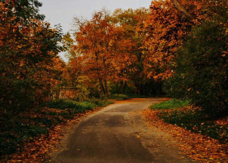 Autumnal trees