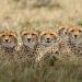 Five cheetahs in a field