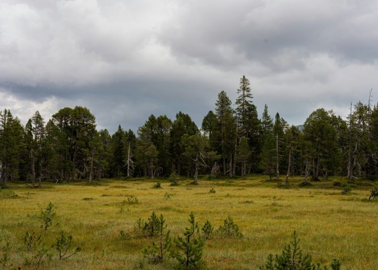 An area of heath with trees in the background