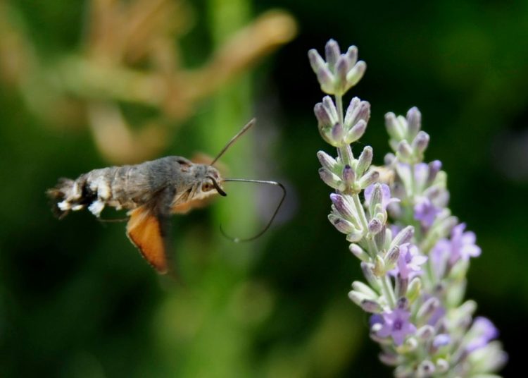 A hummingbird hawk-moth approaching a flower