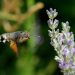 A hummingbird hawk-moth approaching a flower