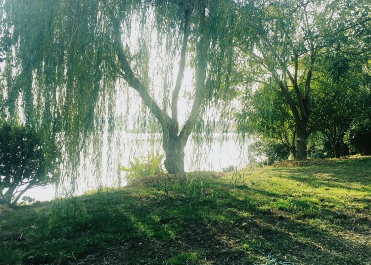 A willow tree by the river