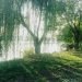 A willow tree by the river