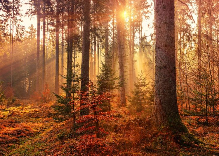 Autumnal scene in the woods