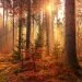 Autumnal scene in the woods