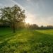 An oak tree in a sunny field